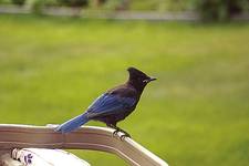 Steller&#039s Jay