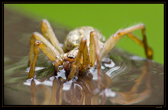 spider&#039s reflexion