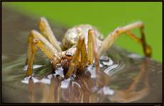 spider&#039s reflexion