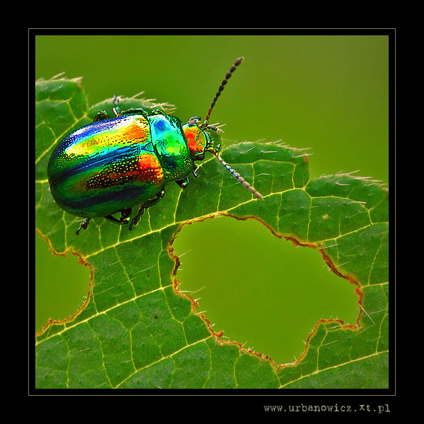 Złotka jasnotowa (Dlochrysa fastuosa)