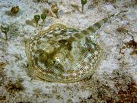 Yellow Stingray