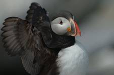 Atlantic Puffin