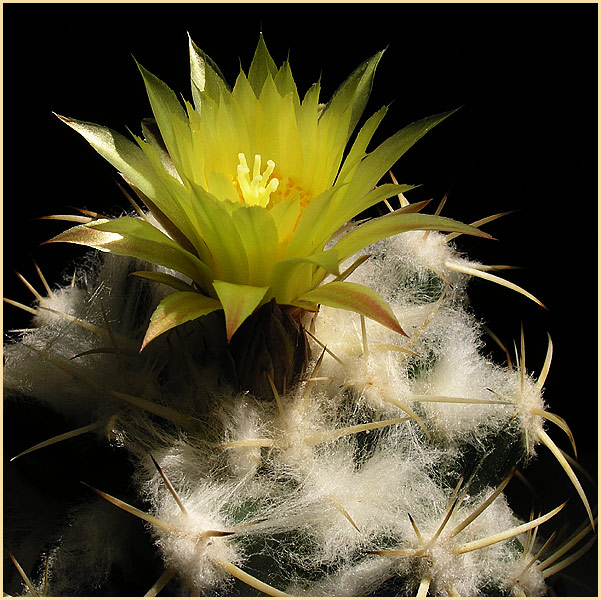 Coryphantha bumamma