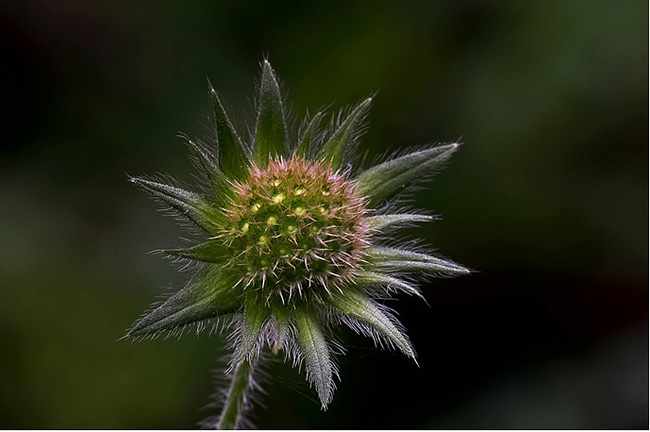 Stella Polaris