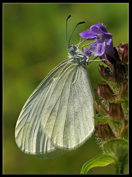 Biała dama