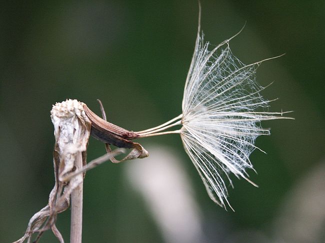 antena satelitarna