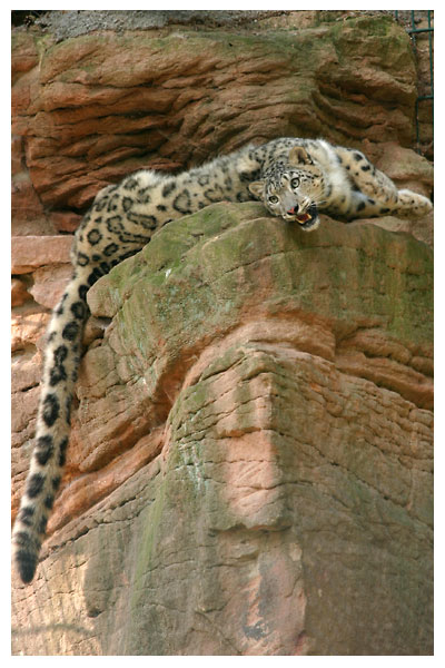 Snow Leopard6495