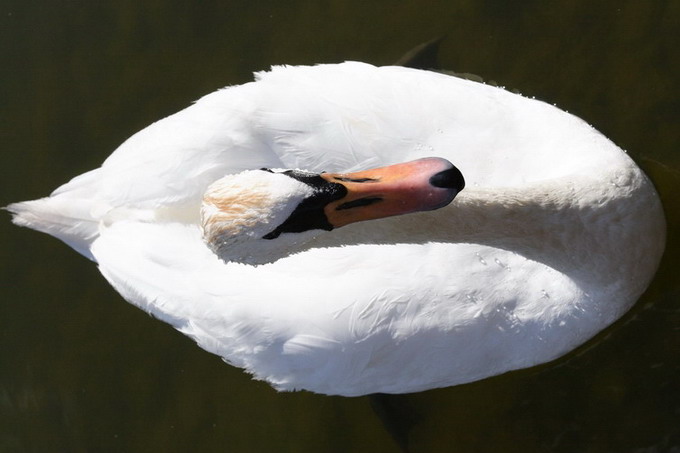 Mazurska fauna