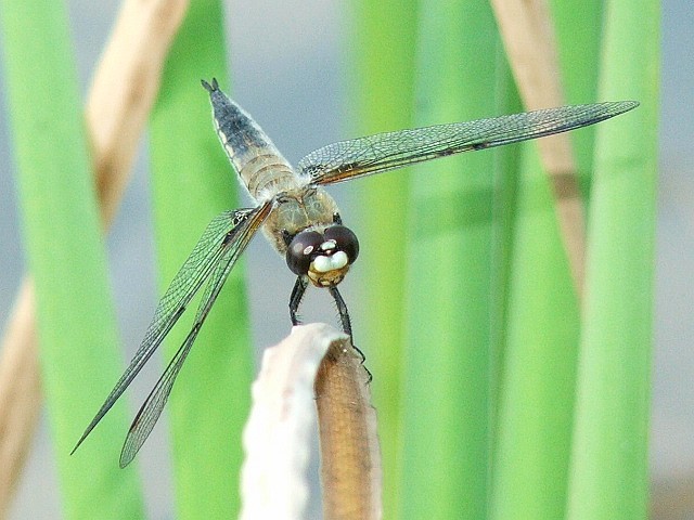 Lądowanie