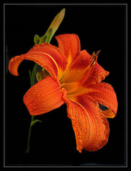 liliowiec (Hemerocallis x hybrida)2