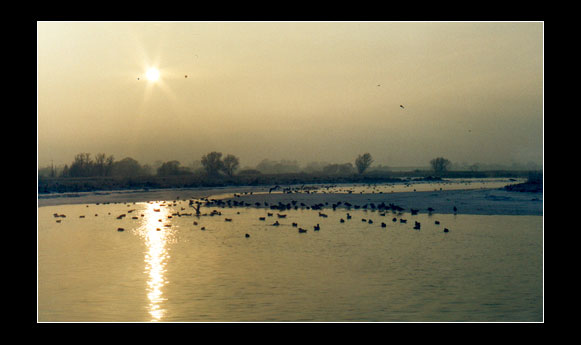 Kaczki nad Odra