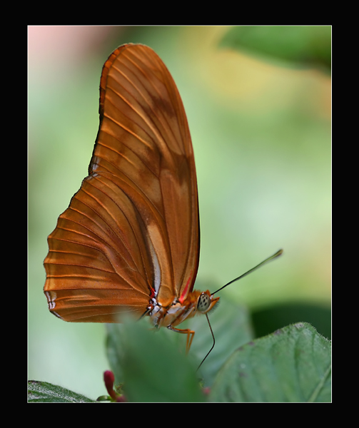 Dryas julia