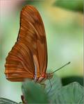 Dryas julia