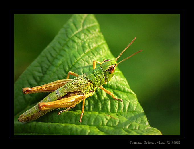 Skoczek zielony (Omocestus viridulus)