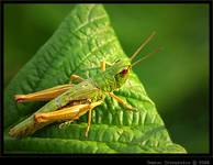 Skoczek zielony (Omocestus viridulus)