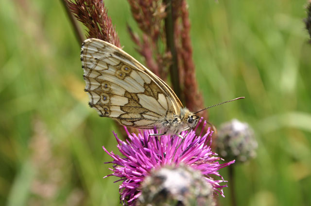 motyl