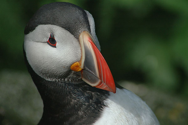 Puffin