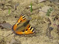 Small Tortoiseshell