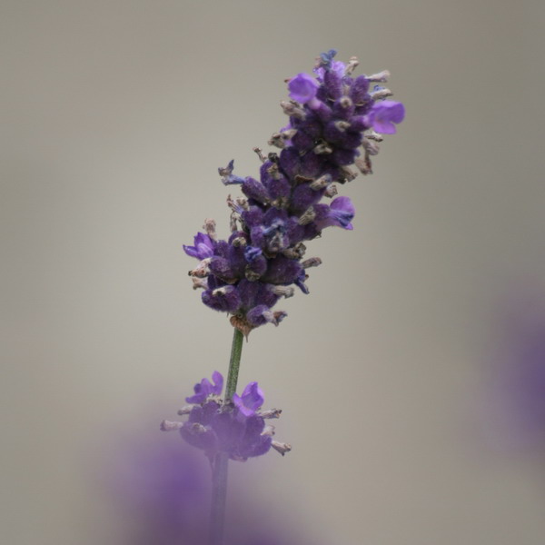 lavender&#039s blue (2)