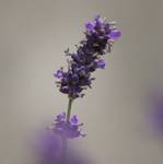 lavender&#039s blue (2)