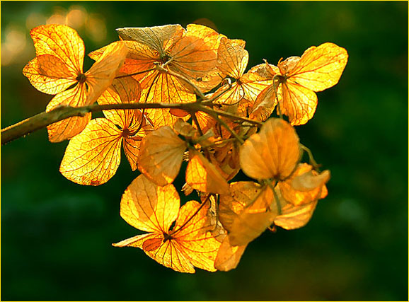 leaves of gold