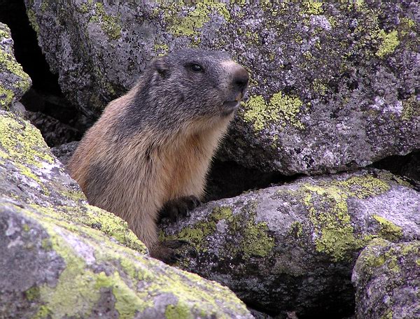 marmota marmota