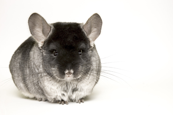 Chinchilla