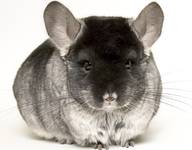 Chinchilla