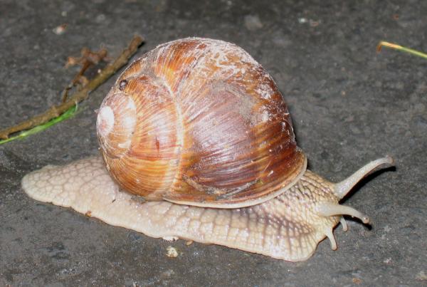 Ślimak