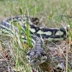 Carpet Python