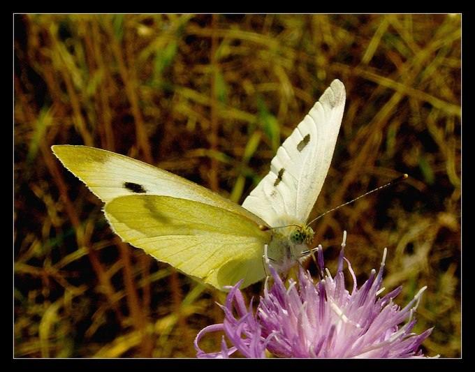 Motyl