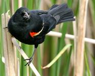 Redwinged Blackbird