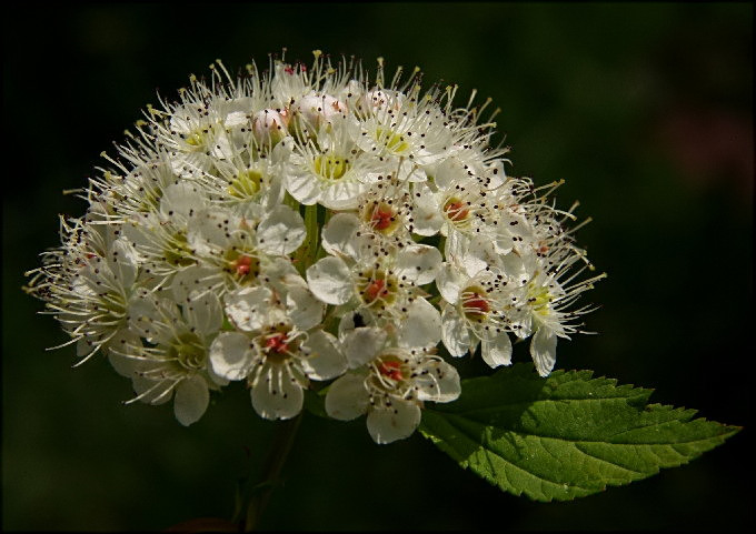 28-PHYSOCARPUS OPULIFOLIUS  pęcherznica kalinolistna