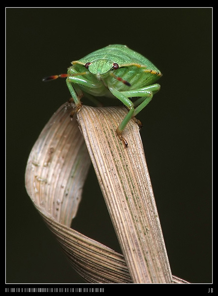 Odorek zieleniak (Palomena prasina)