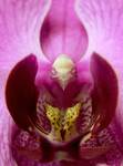 Orchidee Phalaenopsis