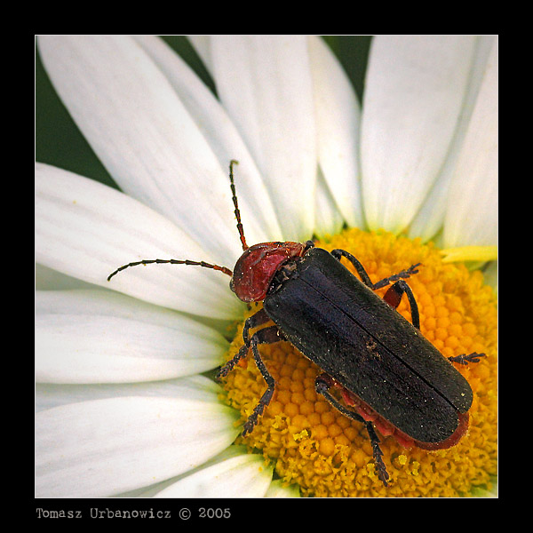 Omomiłek wiejski (Cantharis rustica)