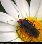 Omomiłek wiejski (Cantharis rustica)