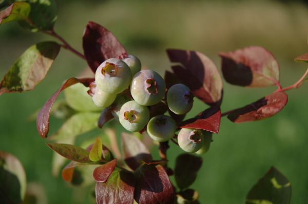 aronia