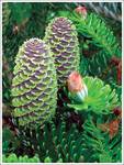 Abies koreana