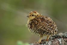 Jarzabek kanadyjski; Spruce Grouse;Dendragapus canadensis