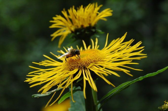 Czas zapylania