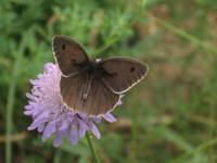 Meadow Brown