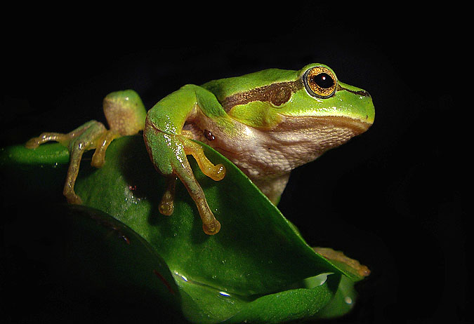 żabusia Hyla arborea