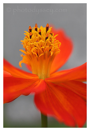 cosmos sulphureus