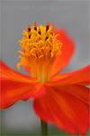 cosmos sulphureus