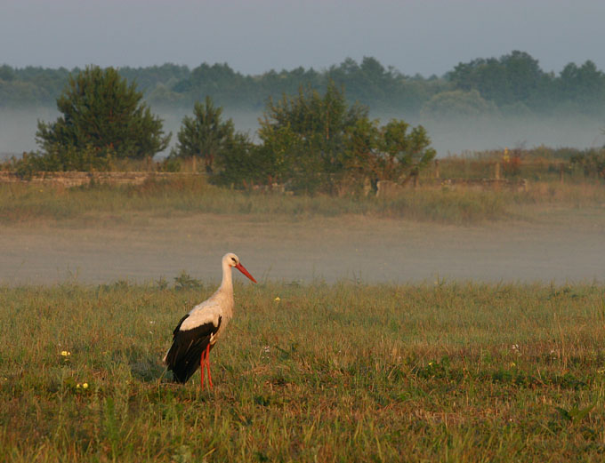 Bocianowo