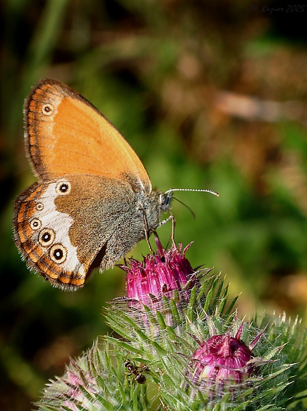 motyl