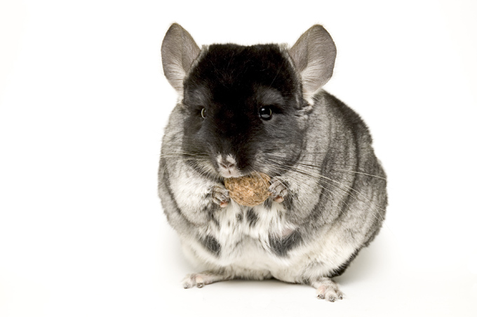 Chinchilla 2