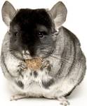 Chinchilla 2