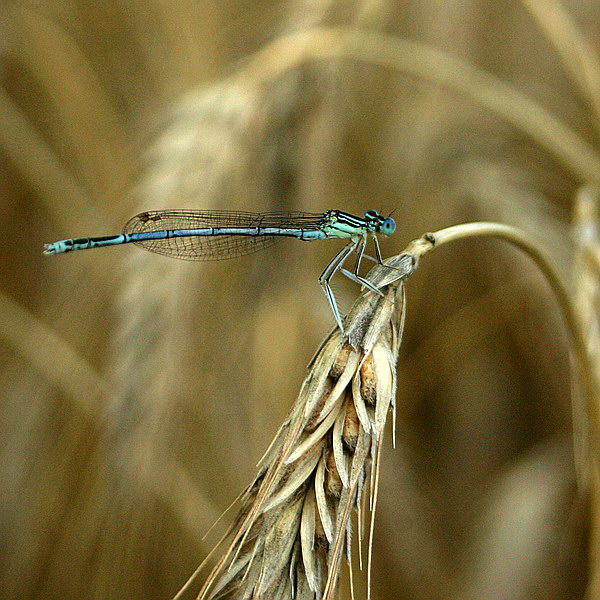 Ważka